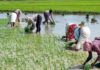 Telangana government announces one-week payment credit for farmers under paddy procurement scheme