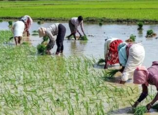 Telangana government announces one-week payment credit for farmers under paddy procurement scheme