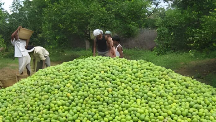 Lemons in Nellore’s Guduru market with rising prices, farmers showing relief and happiness