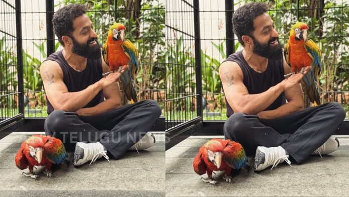 Jr NTR introducing his pet birds on his birthday celebration through social media