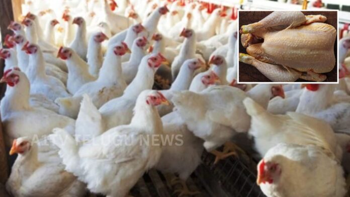 Chicken prices rising in Telangana market due to heatwave affecting poultry supply
