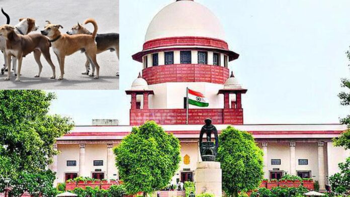 Supreme Court discusses stray dog issue and public safety measures in India