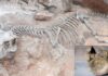 antarctica first dinosaur fossil identified after 40 years in museum collection