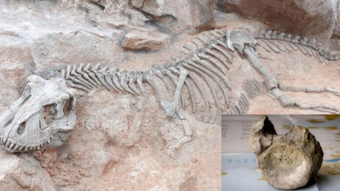 antarctica first dinosaur fossil identified after 40 years in museum collection