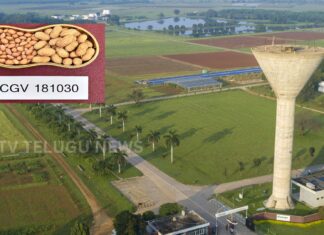 ICRISAT | రైతులకు శుభవార్త.. అధిక దిగుబడినిచ్చే రెండు కొత్త వేరుసెనగ రకాలు విడుదల icrisat launches new high oleic groundnut varieties for higher yield and better oil quality