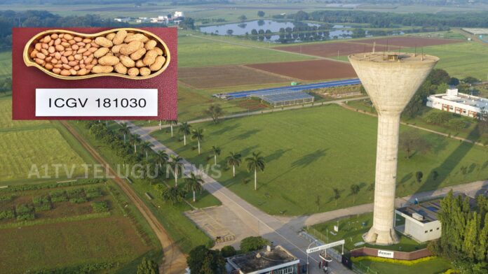 icrisat launches new high oleic groundnut varieties for higher yield and better oil quality