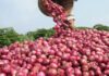 central government increases onion procurement price for farmers buffer stock scheme