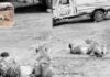 lion attacks young man in gujarat viral video