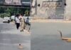 cobra blocks traffic on palace road in bengaluru viral video