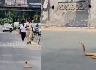 cobra blocks traffic on palace road in bengaluru viral video