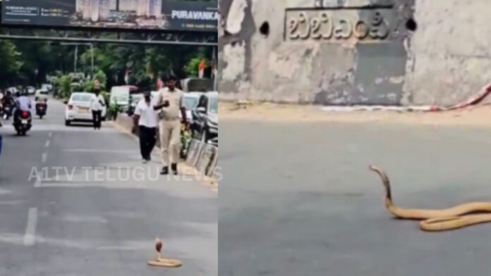 cobra blocks traffic on palace road in bengaluru viral video