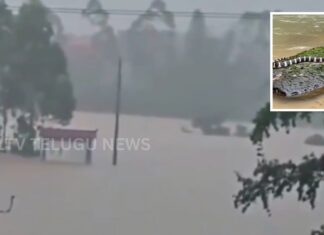 hundreds of snakes escape into villages after floods in china