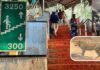 leopard spotted on tirumala alipiri footpath causing panic among devotees
