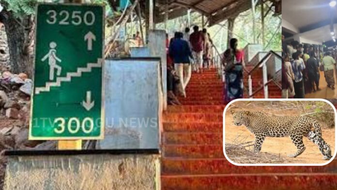 leopard spotted on tirumala alipiri footpath causing panic among devotees