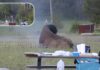 Bison Attack | అడవి దున్న ఉగ్రరూపం.. పర్యాటకుడిపై దాడి చేసిన బైసన్, వీడియో వైరల్ yellowstone national park bison attacks tourist during wildlife encounter