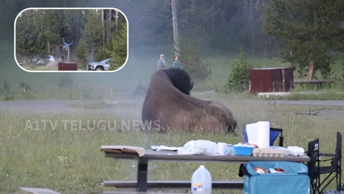 yellowstone national park bison attacks tourist during wildlife encounter