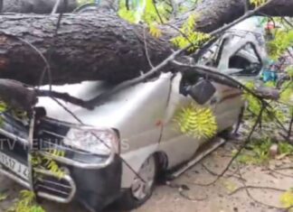 Huge Tree Falls on Mini Van in Siricilla, One Injured Due to Heavy Rains