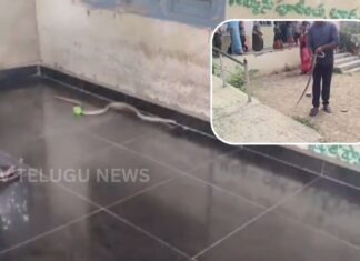 5-Foot Snake Found Inside School Classroom in Markapuram, Safely Rescued