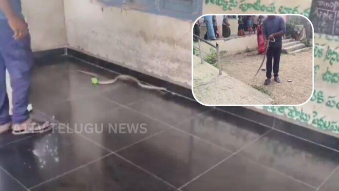 5-Foot Snake Found Inside School Classroom in Markapuram, Safely Rescued